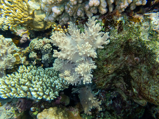 Fototapeta na wymiar Unusually beautiful inhabitants of the coral reef of the Red Sea
