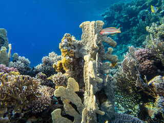 Unusually beautiful inhabitants of the coral reef of the Red Sea