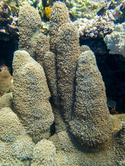 Unusually beautiful inhabitants of the coral reef of the Red Sea