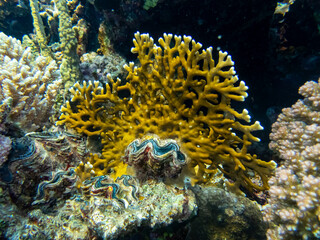 Unusually beautiful inhabitants of the coral reef of the Red Sea