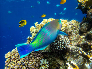 Unusually beautiful inhabitants of the coral reef of the Red Sea