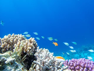 Deurstickers Unusually beautiful inhabitants of the coral reef of the Red Sea © glebantiy