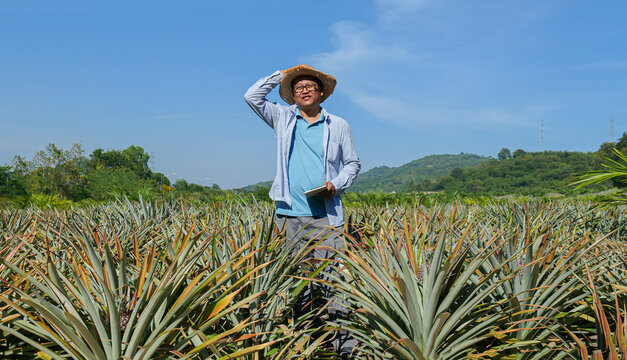 Senior Farmer inspecting the quality of pineapples in a large pineapple field to get the desired outcomes, farming idea, and gathering agricultural data.