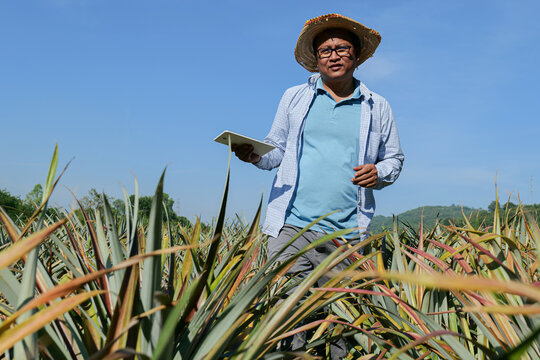 Senior Farmer standing in a vast pineapple field checking the quality of pineapples to get the desired results, farming concept and agricultural data collection