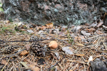 mushroom in the forest