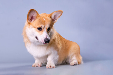 Charming Corgi dog close-up in front of a gray background
