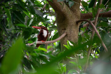 A White-Throated Kingfisher perched on tree branch. High quality photo