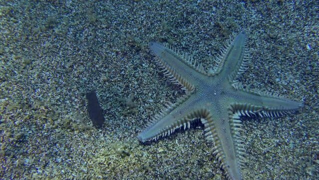 Sand Starfish or Slender sea star (Astropecten spinulosus) creeps along the sandy bottom, then leaves the frame, time-lapse.