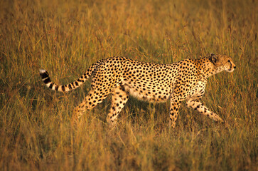 Guépard, cheetah, Acinonyx jubatus, Parc national de Masai Mara, Kenya