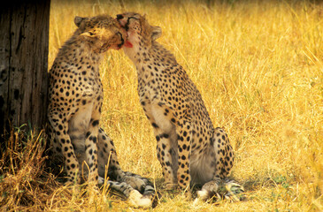 Guépard, cheetah, Acinonyx jubatus, Parc national de Masai Mara, Kenya