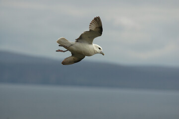 Fulmar boréal,  Pétrel fulmar, .Fulmarus glacialis, Northern Fulmar