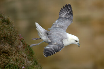Fulmar boréal,  Pétrel fulmar, .Fulmarus glacialis, Northern Fulmar