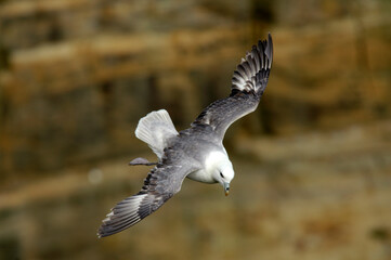 Fulmar boréal,  Pétrel fulmar, .Fulmarus glacialis, Northern Fulmar