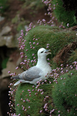 Fulmar boréal,  Pétrel fulmar, .Fulmarus glacialis, Northern Fulmar, Ameria maritima , Armérie maritime