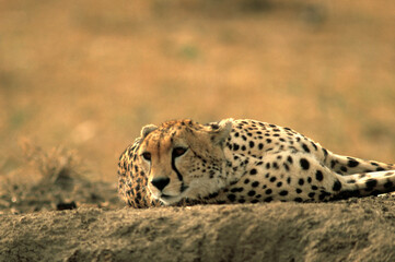 Guépard, cheetah, Acinonyx jubatus, Parc national de Masai Mara, Kenya