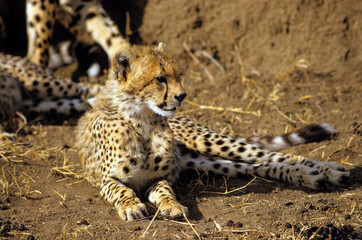 Guépard, cheetah, Acinonyx jubatus, Parc national de Masai Mara, Kenya