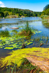 Floating aquatic plants, water lily Nymphaea candida and yellow capsule Nuphar lutea