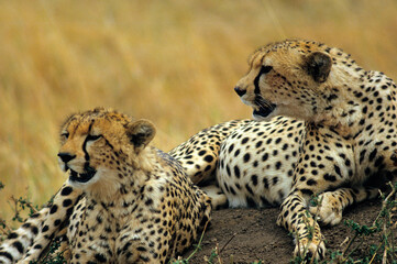 Guépard, cheetah, Acinonyx jubatus, Parc national de Masai Mara, Kenya