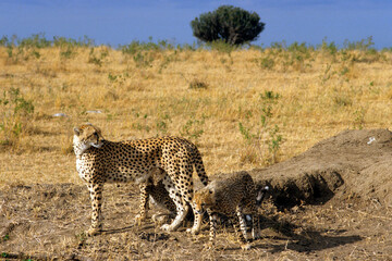 Guépard, cheetah, Acinonyx jubatus, Parc national de Masai Mara, Kenya