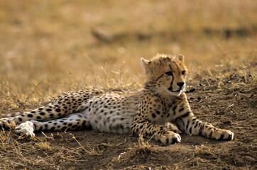 Guépard, cheetah, Acinonyx jubatus, Parc national de Masai Mara, Kenya