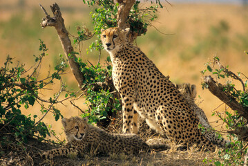 Guépard, cheetah, Acinonyx jubatus, Parc national de Masai Mara, Kenya
