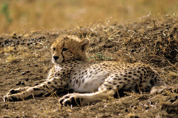 Guépard, cheetah, Acinonyx jubatus, Parc national de Masai Mara, Kenya