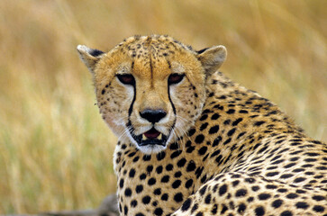 Guépard, cheetah, Acinonyx jubatus, Parc national de Masai Mara, Kenya