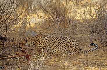 Guépard, cheetah, Acinonyx jubatus, Parc national de Samburu, Kenya