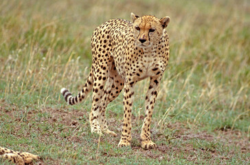 Guépard, Acinonyx jubatus, parc national du Serengeti, Tanzanie