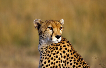 Guépard, Acinonyx jubatus, parc national du Serengeti, Tanzanie