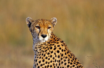Guépard, Acinonyx jubatus, parc national du Serengeti, Tanzanie