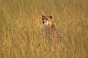 Naklejka premium Guépard, Acinonyx jubatus, parc national du Serengeti, Tanzanie