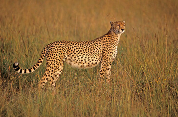 Guépard, Acinonyx jubatus, parc national du Serengeti, Tanzanie