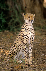 Guépard, Acinonyx jubatus, parc national du Serengeti, Tanzanie