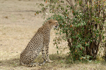guepard, Acinonyx Jubatus, réserve de Masai Mara, Kenya
