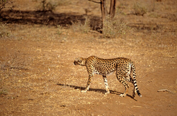 Guépard, Acinonyx jubatus, parc national du Serengeti, Tanzanie