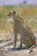 Guépard, Acinonyx jubatus, parc national du Serengeti, Tanzanie