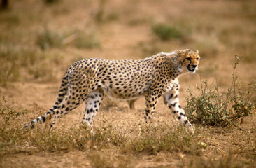 Guépard, Acinonyx jubatus, parc national du Serengeti, Tanzanie