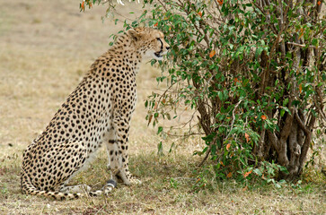 guepard, Acinonyx Jubatus, réserve de Masai Mara, Kenya