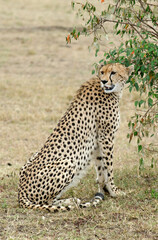 guepard, Acinonyx Jubatus, réserve de Masai Mara, Kenya