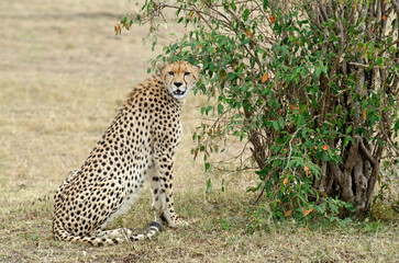 guepard, Acinonyx Jubatus, réserve de Masai Mara, Kenya