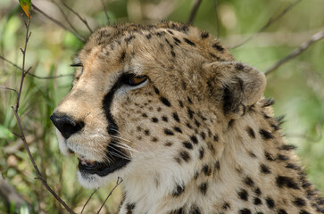 guepard, Acinonyx Jubatus, Afrique de l'Est