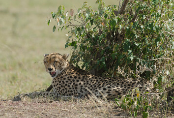guepard, Acinonyx Jubatus, réserve de Masai Mara, Kenya