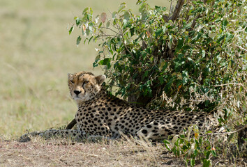 guepard, Acinonyx Jubatus, réserve de Masai Mara, Kenya