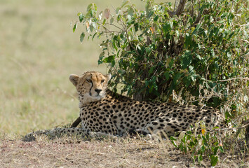 guepard, Acinonyx Jubatus, réserve de Masai Mara, Kenya