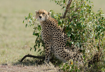 guepard, Acinonyx Jubatus, réserve de Masai Mara, Kenya