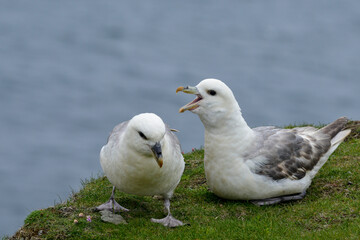 Fulmar boréal,  Pétrel fulmar, .Fulmarus glacialis, Northern Fulmar