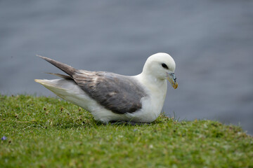 Fulmar boréal,  Pétrel fulmar, .Fulmarus glacialis, Northern Fulmar