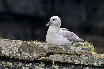 Fulmar boréal,  Pétrel fulmar, .Fulmarus glacialis, Northern Fulmar