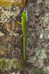 Gecko de Madagascar, Phelsuma madagascariensis, Madagascar